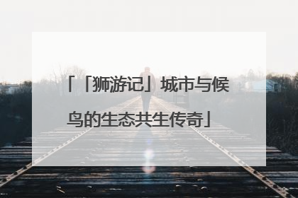 「狮游记」城市与候鸟的生态共生传奇
