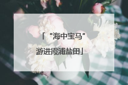 “海中宝马”游进霞浦盐田