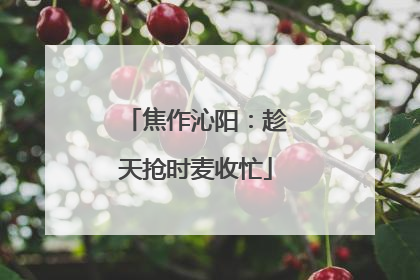 焦作沁阳：趁天抢时麦收忙