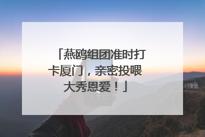 燕鸥组团准时打卡厦门，亲密投喂大秀恩爱！