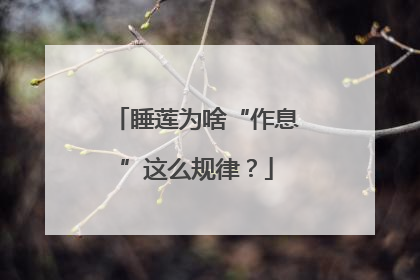 睡莲为啥“作息”这么规律？