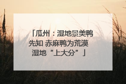 瓜州：湿地景美鸭先知 赤麻鸭为荒漠湿地“上大分”