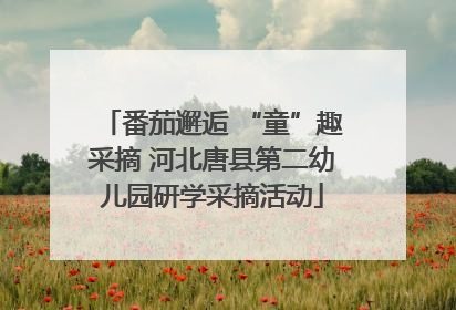 番茄邂逅 “童”趣采摘 河北唐县第二幼儿园研学采摘活动