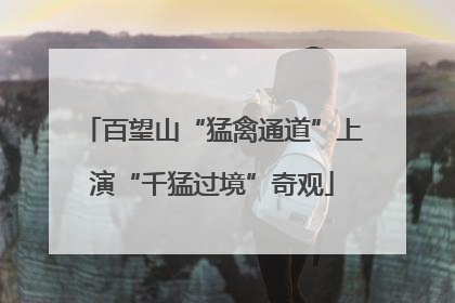 百望山“猛禽通道”上演“千猛过境”奇观