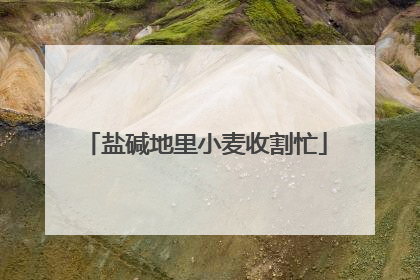 盐碱地里小麦收割忙
