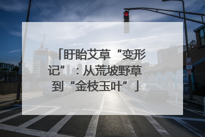 盱眙艾草“变形记”：从荒坡野草到“金枝玉叶”