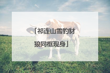 祁连山雪豹豺狼同框现身