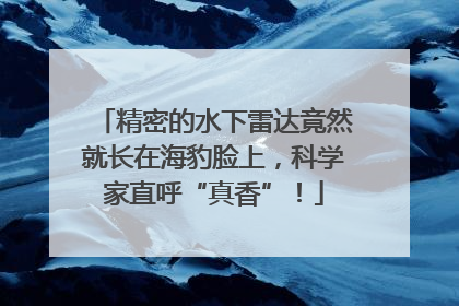 精密的水下雷达竟然就长在海豹脸上，科学家直呼“真香”！