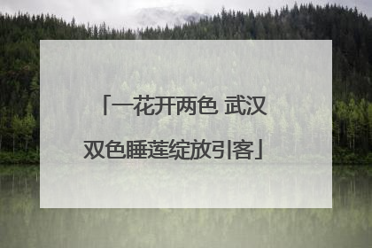 一花开两色 武汉双色睡莲绽放引客