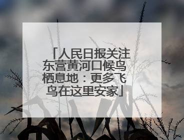 人民日报关注东营黄河口候鸟栖息地：更多飞鸟在这里安家