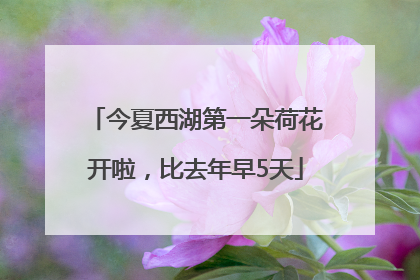 今夏西湖第一朵荷花开啦，比去年早5天