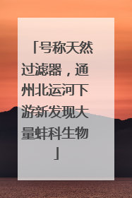 号称天然过滤器，通州北运河下游新发现大量蚌科生物