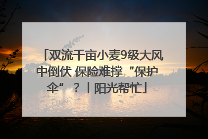 双流千亩小麦9级大风中倒伏 保险难撑“保护伞”？丨阳光帮忙