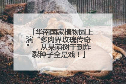 华南国家植物园上演“多肉界玫瑰传奇”，从呆萌树干到炸裂种子全是戏！