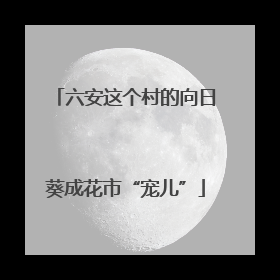 六安这个村的向日葵成花市“宠儿”