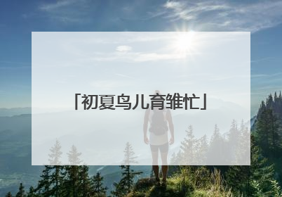 初夏鸟儿育雏忙
