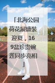 北海公园荷花展盛装迎夏，169盆珍贵碗莲同步亮相