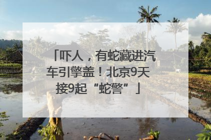 吓人，有蛇藏进汽车引擎盖！北京9天接9起“蛇警”