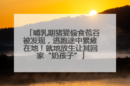 哺乳期猪獾偷食苞谷被发现，逃跑途中累瘫在地！就地放生让其回家“奶孩子”