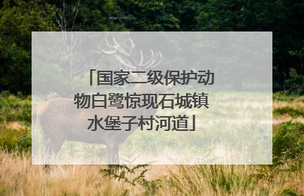 国家二级保护动物白鹭惊现石城镇水堡子村河道