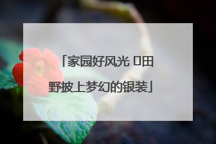 家园好风光 ⎮田野披上梦幻的银装