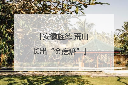 安徽旌德 荒山长出“金疙瘩”