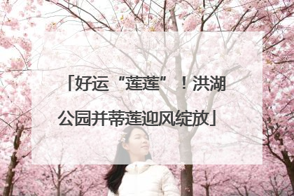 好运“莲莲”！洪湖公园并蒂莲迎风绽放