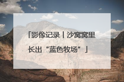 影像记录丨沙窝窝里长出“蓝色牧场”