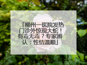 柳州一医院发热门诊外惊现大蛇！有毒无毒？专家辨认：性情温顺
