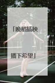 晚稻插秧 播下希望