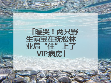 暖哭！两只野生萌宝在抚松林业局“住”上了VIP病房