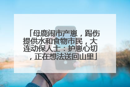 母鹿闹市产崽，踢伤提供水和食物市民，大连动保人士：护崽心切，正在想法送回山里