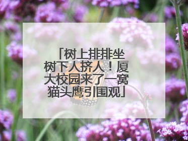 树上排排坐 树下人挤人！厦大校园来了一窝猫头鹰引围观