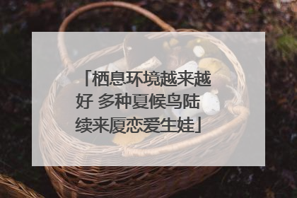栖息环境越来越好 多种夏候鸟陆续来厦恋爱生娃