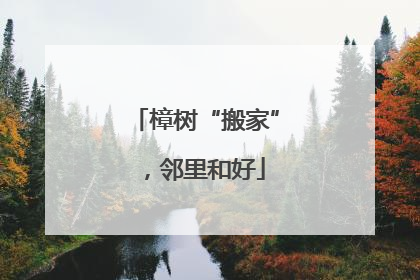 樟树“搬家”，邻里和好