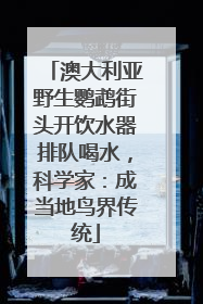 澳大利亚野生鹦鹉街头开饮水器排队喝水，科学家：成当地鸟界传统