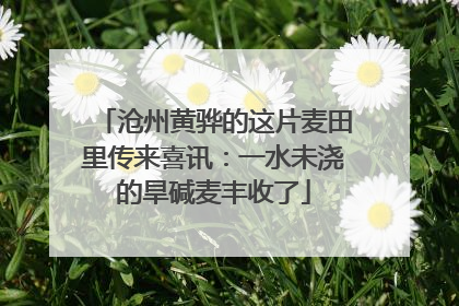 沧州黄骅的这片麦田里传来喜讯：一水未浇的旱碱麦丰收了