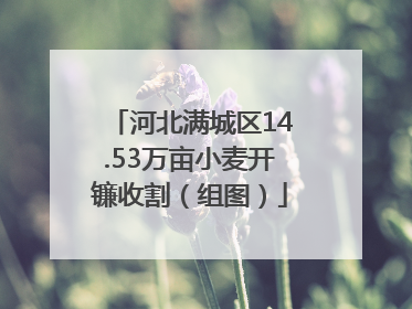 河北满城区14.53万亩小麦开镰收割（组图）