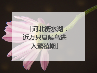 河北衡水湖：近万只夏候鸟进入繁殖期