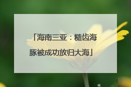 海南三亚：糙齿海豚被成功放归大海