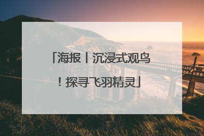 海报丨沉浸式观鸟！探寻飞羽精灵