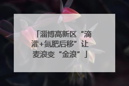 淄博高新区“滴灌+氮肥后移”让麦浪变“金浪”