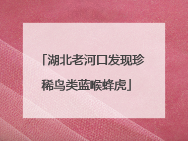 湖北老河口发现珍稀鸟类蓝喉蜂虎