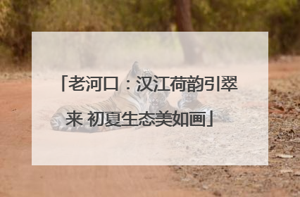 老河口：汉江荷韵引翠来 初夏生态美如画