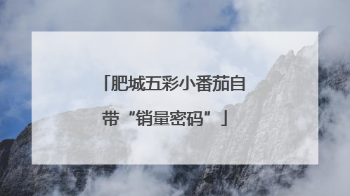 肥城五彩小番茄自带“销量密码”