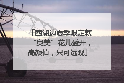 西湖边夏季限定款“臭美”花儿盛开，高颜值，只可远观