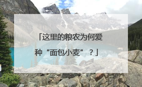 这里的粮农为何爱种“面包小麦”？