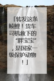 转发这条鲮鲤！货车司机救下的“胖宝宝”，是国家一级保护动物！