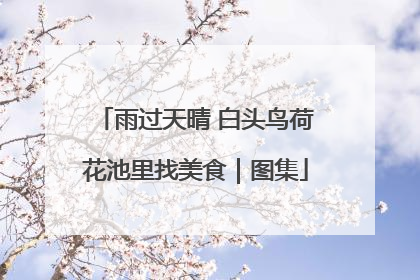雨过天晴 白头鸟荷花池里找美食｜图集
