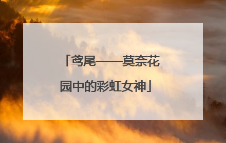 鸢尾——莫奈花园中的彩虹女神